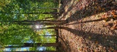 Enlarge photo 243