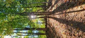 Enlarge photo 248