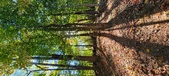 Enlarge photo 249