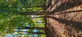 Enlarge photo 250
