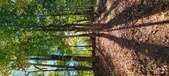 Enlarge photo 251