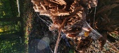 Enlarge photo 257