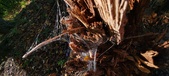 Enlarge photo 258