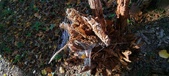Enlarge photo 262