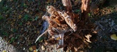 Enlarge photo 261