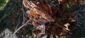 Enlarge photo 260