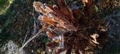 Enlarge photo 259
