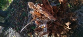 Enlarge photo 266