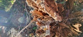 Enlarge photo 265