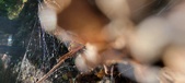 Enlarge photo 263