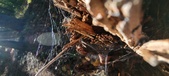 Enlarge photo 270