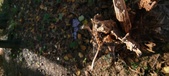 Enlarge photo 269