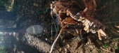 Enlarge photo 267