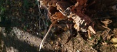 Enlarge photo 273