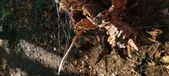 Enlarge photo 272