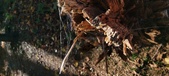 Enlarge photo 271