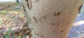 Enlarge photo 275