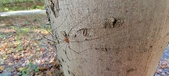 Enlarge photo 276