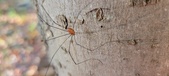 Enlarge photo 279
