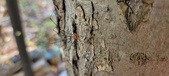 Enlarge photo 290