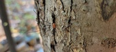Enlarge photo 289
