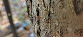 Enlarge photo 288