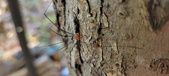 Enlarge photo 287