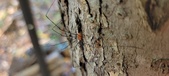 Enlarge photo 291