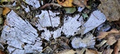 Enlarge photo 292