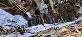 Enlarge photo 293