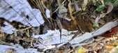 Enlarge photo 294