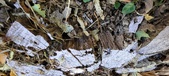 Enlarge photo 298