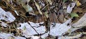 Enlarge photo 296