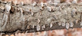 Enlarge photo 28