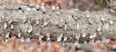 Enlarge photo 26