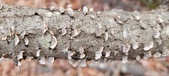 Enlarge photo 29