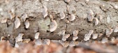 Enlarge photo 30