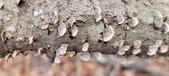 Enlarge photo 36