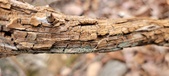 Enlarge photo 35