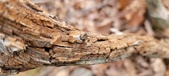 Enlarge photo 34