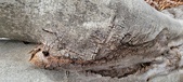 Enlarge photo 52