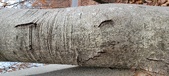 Enlarge photo 51