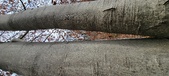 Enlarge photo 59
