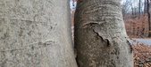 Enlarge photo 62