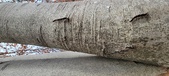 Enlarge photo 63