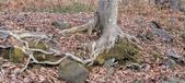 Enlarge photo 128