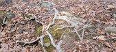 Enlarge photo 135