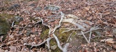 Enlarge photo 137