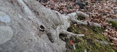 Enlarge photo 145