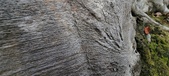 Enlarge photo 152